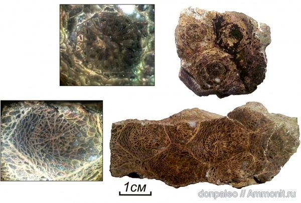 карбон, кораллы, Rugosa, Cystolonsdaleia