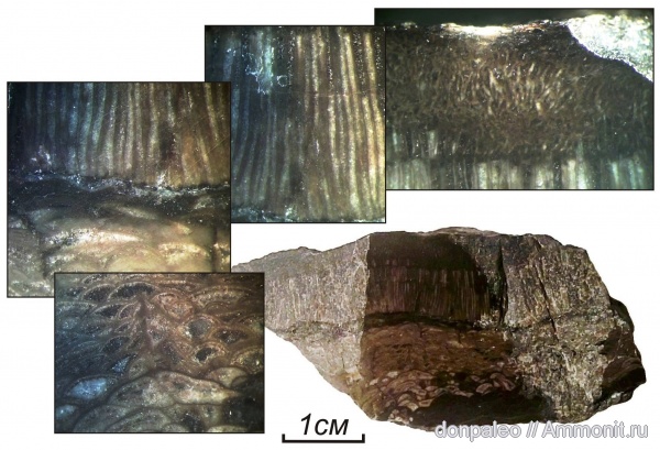 карбон, кораллы, Chaetetes, Rugosa, Cystolonsdaleia