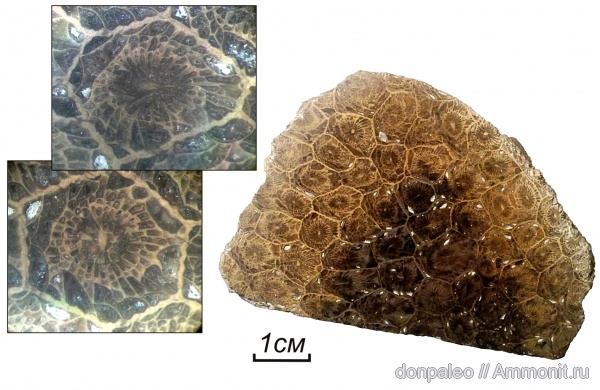 карбон, кораллы, Petalaxis, Rugosa, московский ярус, Petalaxis donbassicus