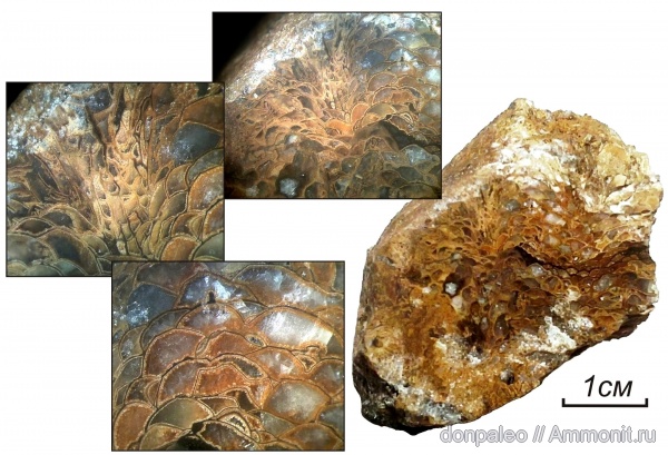 карбон, кораллы, Rugosa, Ivanovia, московский ярус