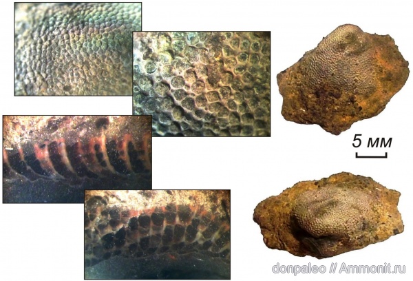 карбон, мшанки, Tabulipora, московский ярус