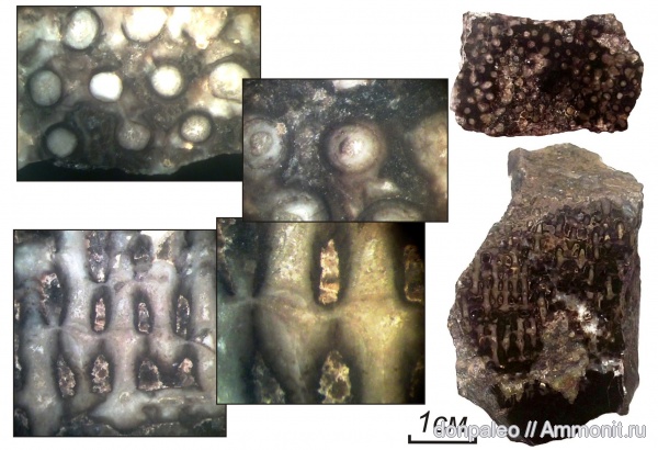 карбон, кораллы, кишечнополостные, Tabulata, Syringoporida, московский ярус