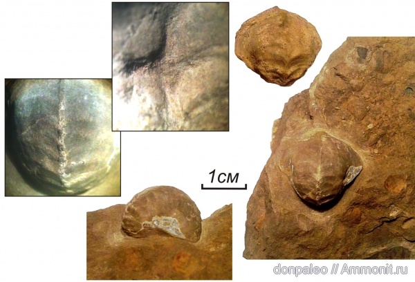 карбон, брюхоногие моллюски, московский ярус, Bucaniopsis