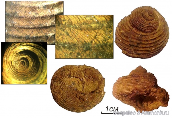 карбон, брюхоногие моллюски, московский ярус, Shansiella