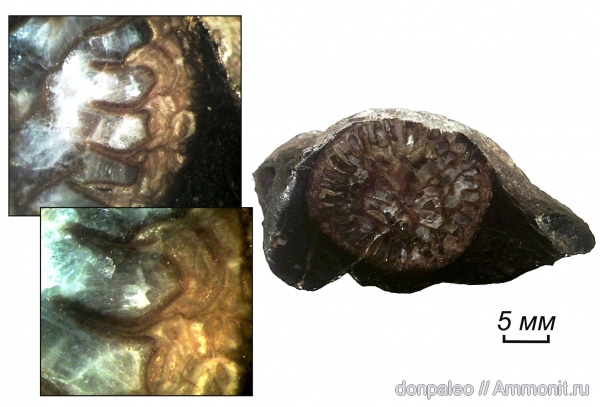 карбон, кораллы, кишечнополостные, Rugosa, Caninia, московский ярус карбон, кораллы, кишечнополостные, Rugosa, Caninia, московский ярус