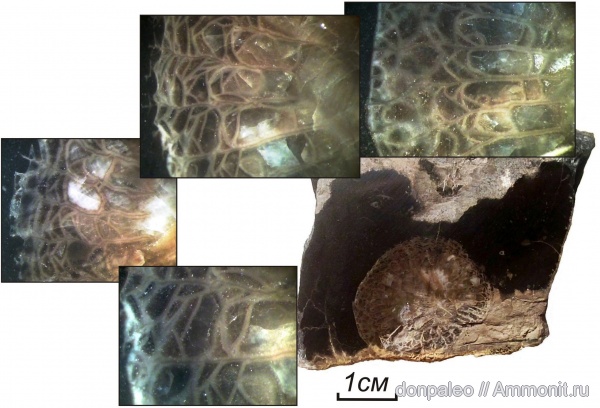 карбон, кораллы, кишечнополостные, Rugosa, Caninia, московский ярус