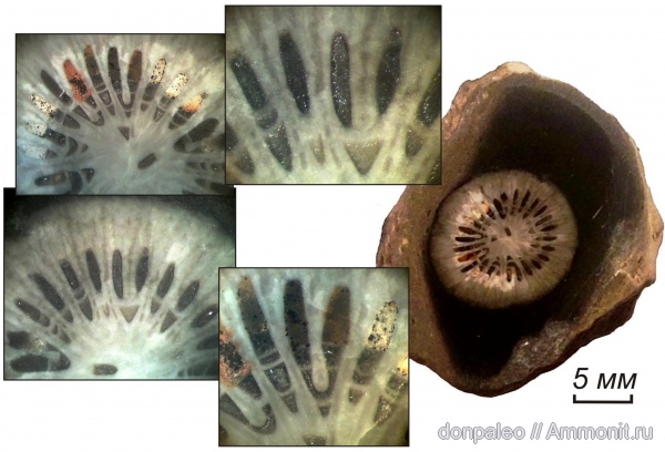 карбон, кораллы, кишечнополостные, Rugosa, московский ярус, Stereolasma