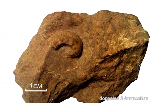 карбон, головоногие моллюски, московский ярус