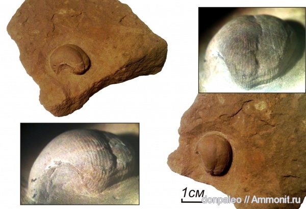 карбон, брюхоногие моллюски, Euphemites, московский ярус