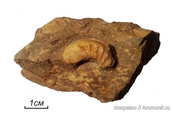 моллюски, карбон, наутилоидеи, московский ярус