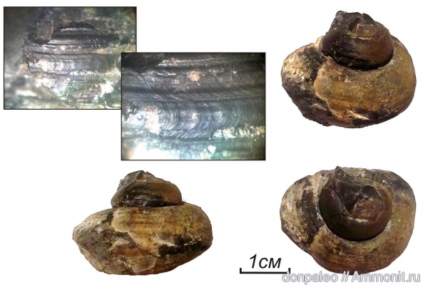 карбон, брюхоногие моллюски, Amaurotoma, московский ярус