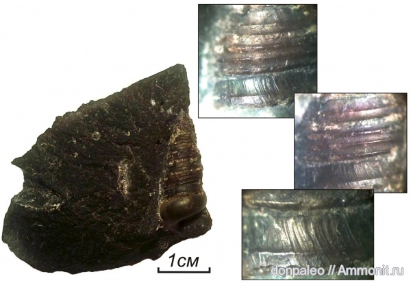 карбон, брюхоногие моллюски, московский ярус, Callispira