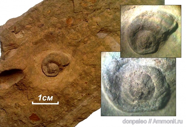 карбон, брюхоногие моллюски, московский ярус, Schizostoma