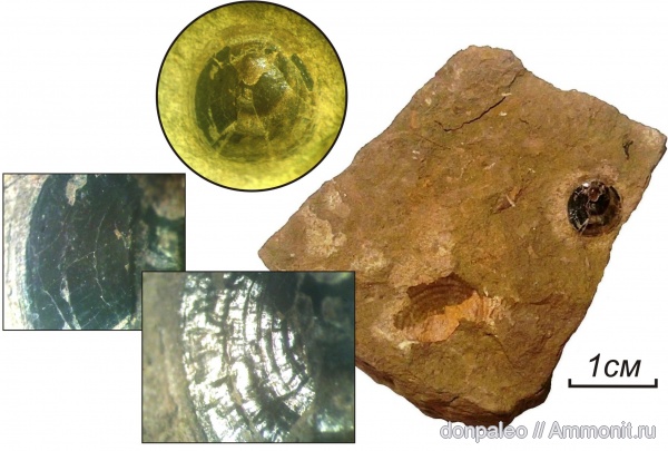 карбон, брюхоногие моллюски, Orbiculoidea, московский ярус