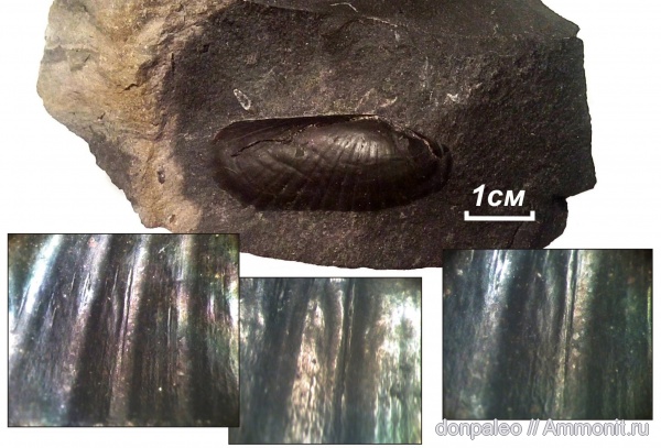 карбон, двустворчатые моллюски, московский ярус, Janeia