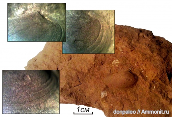 карбон, двустворчатые моллюски, московский ярус, Anthraconeilo