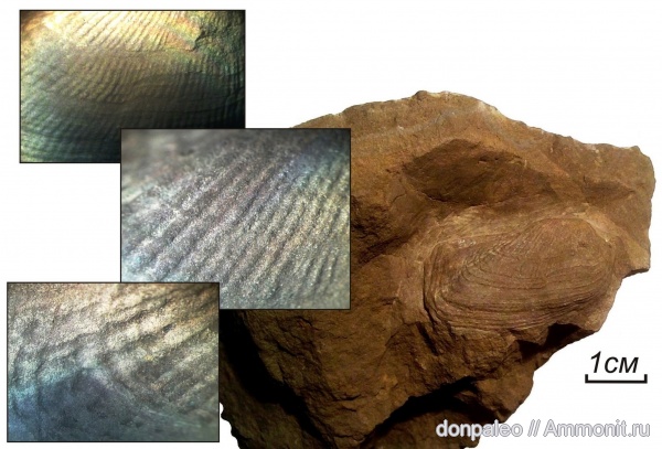 карбон, двустворчатые моллюски, Parallelodon, московский ярус