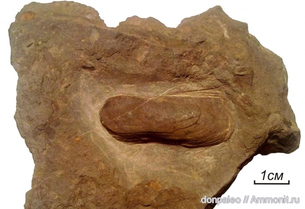 карбон, двустворчатые моллюски, московский ярус, Citothyris