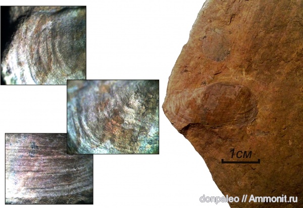 карбон, двустворчатые моллюски, Allorisma, московский ярус