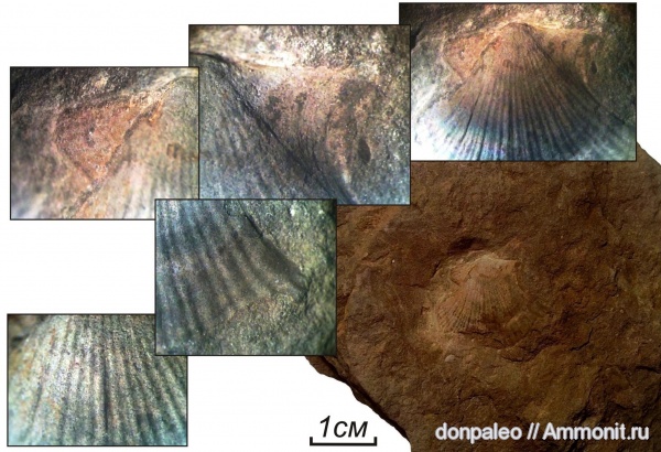 карбон, двустворчатые моллюски, Aviculopecten, московский ярус