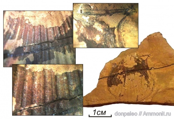 карбон, двустворчатые моллюски, Aviculopecten, московский ярус