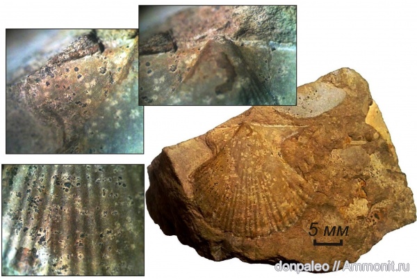 карбон, двустворчатые моллюски, Aviculopecten, московский ярус