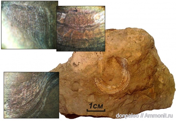 карбон, двустворчатые моллюски, Aviculopecten, московский ярус