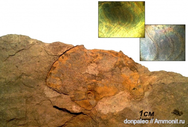 карбон, головоногие моллюски, московский ярус, Homoceratoides