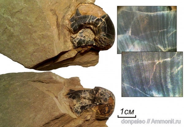 карбон, наутилоидеи, головоногие моллюски, московский ярус, Stroboceras