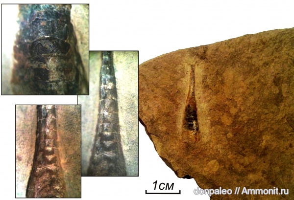 карбон, наутилоидеи, головоногие моллюски, Orthoceras