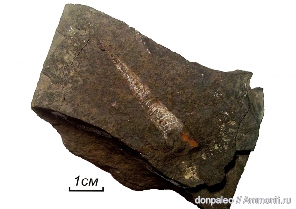 карбон, наутилоидеи, головоногие моллюски