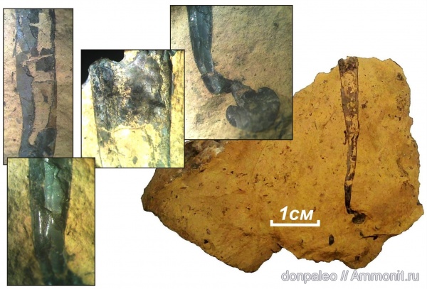 моллюски, карбон, Hyolitha