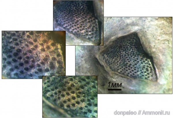 карбон, рыбы, позвоночные, fish