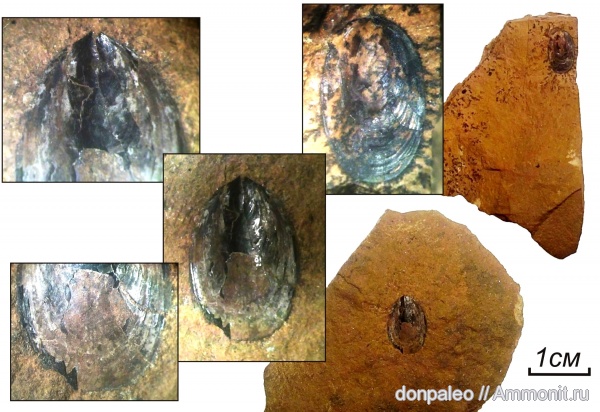 брахиоподы, карбон, Lingula, московский ярус