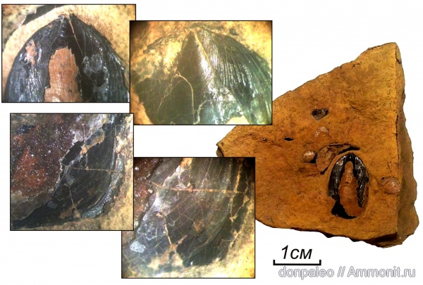 брахиоподы, карбон, Lingula, московский ярус