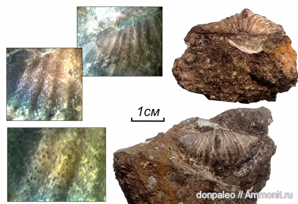 брахиоподы, карбон, Brachythyrina, московский ярус
