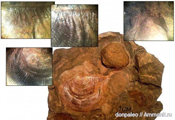 брахиоподы, карбон, Linoproductus, московский ярус, замковые