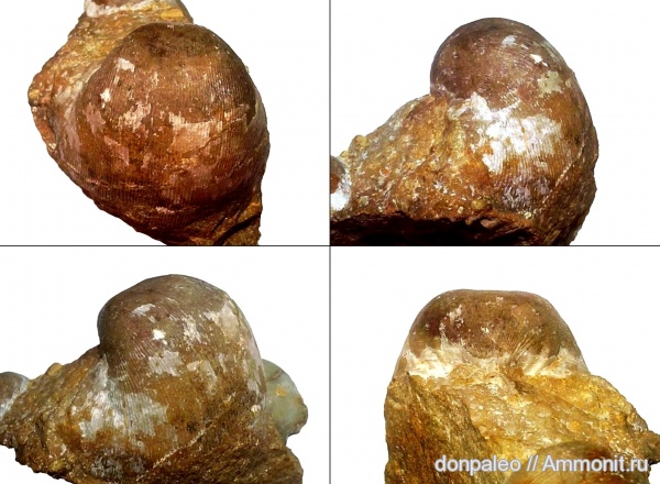 брахиоподы, карбон, Linoproductus, московский ярус, замковые