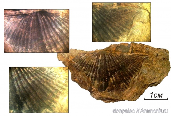 брахиоподы, карбон, московский ярус, замковые, Donispirifer