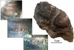 Раковина семейства Echinoconchidae