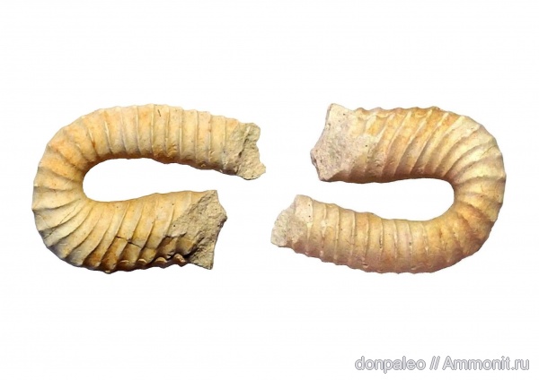 аммониты, головоногие моллюски, верхний мел, кампан, Neancyloceras