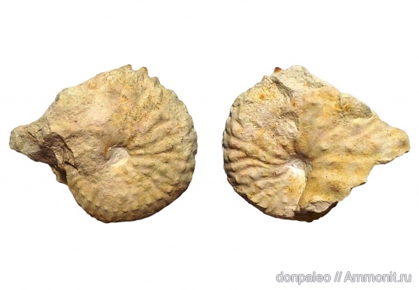 аммониты, головоногие моллюски, верхний мел, кампан, Hoploscaphites