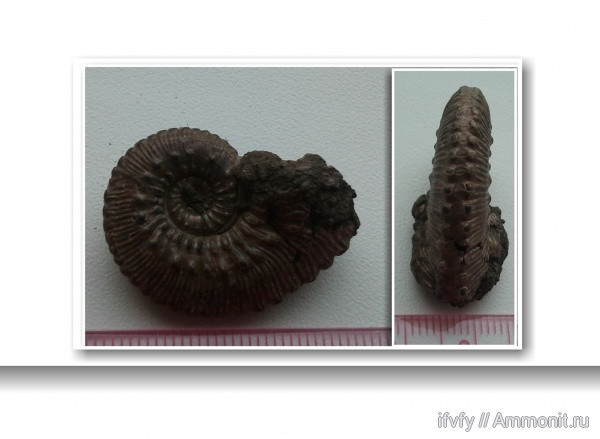 аммониты