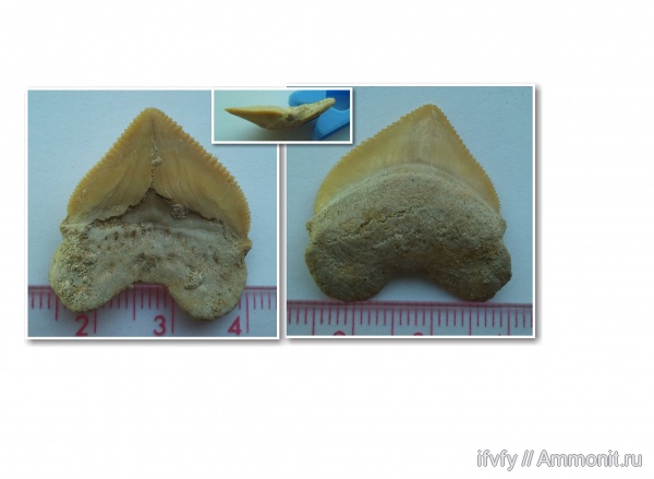 Squalicorax, Squalicorax pristodontus