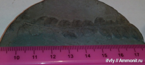 башкирский ярус, каброн