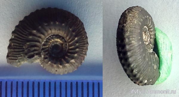 Kosmoceras, келловей, средняя юра