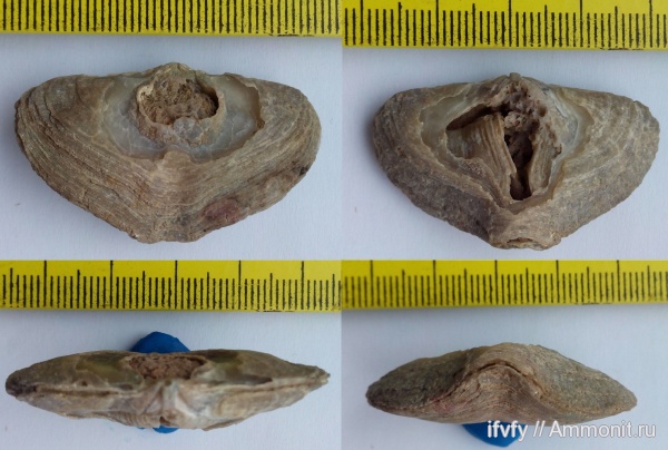 пермь, Pinegathyris royssiana