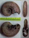 Kosmoceras phaeinum ???