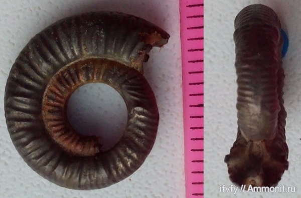 келловей, Binatisphinctes mosquensis