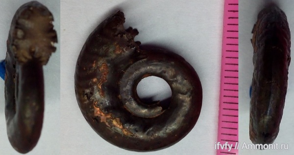 юра, Brightia, келловей